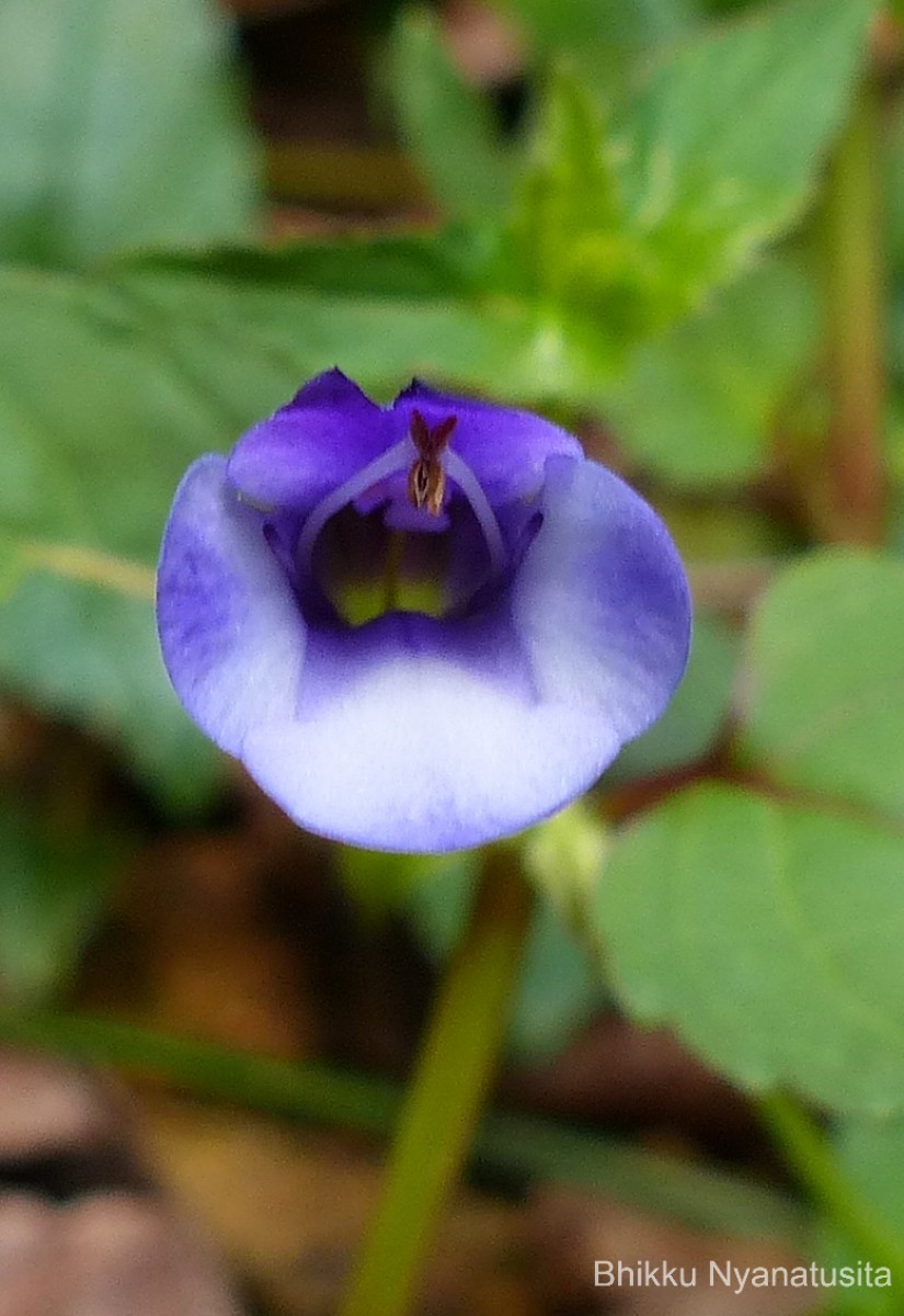 Torenia cyanea Alston